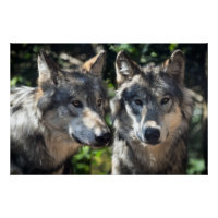 Loups gris en pleine nature
