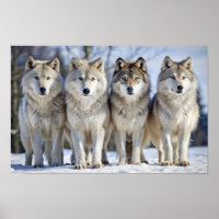 Loups majestueux dans paysage neigeux, faune