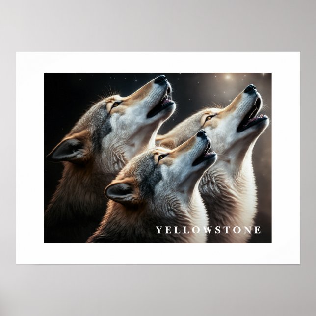 Poster Loups Yellowstone (Devant)