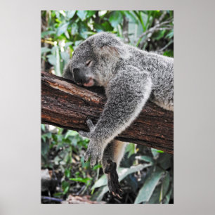 POSTER L'OURS DE KOALA DORT SUR L'ARBRE
