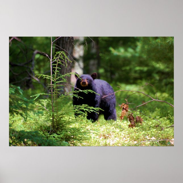 Poster L'ours noir "Scène" (Devant)