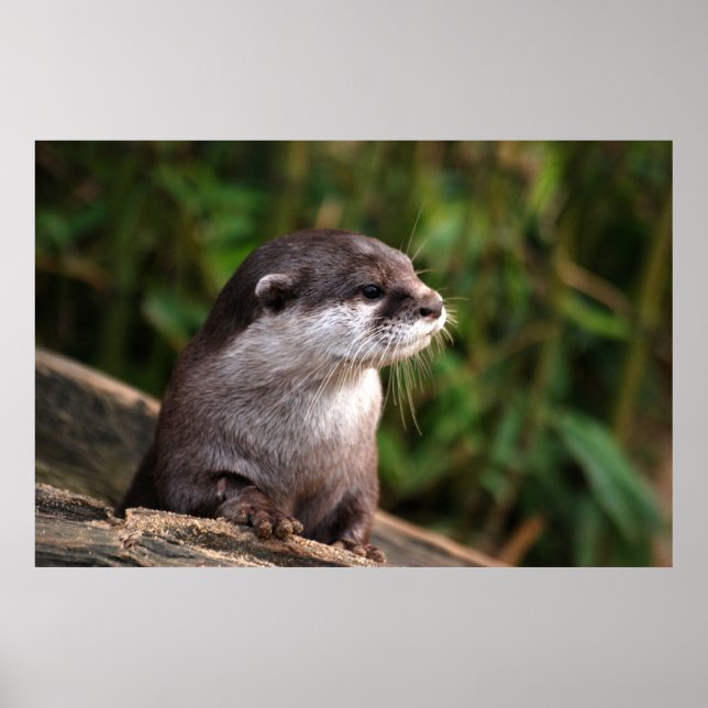 Poster Loutre gris mignonne (Devant)