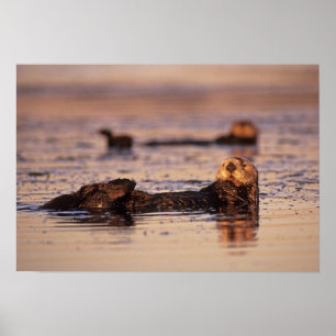 Poster Loutres de mer, Enhydra lutris 3