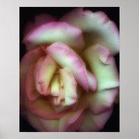 <Love is a Rose>par Nathan Griffith