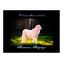 Love Maremma cheepdogs II