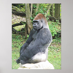 Poster Lowland Gorilla in Sitting Pose
