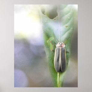 Poster luciole - Photuris Pyralis