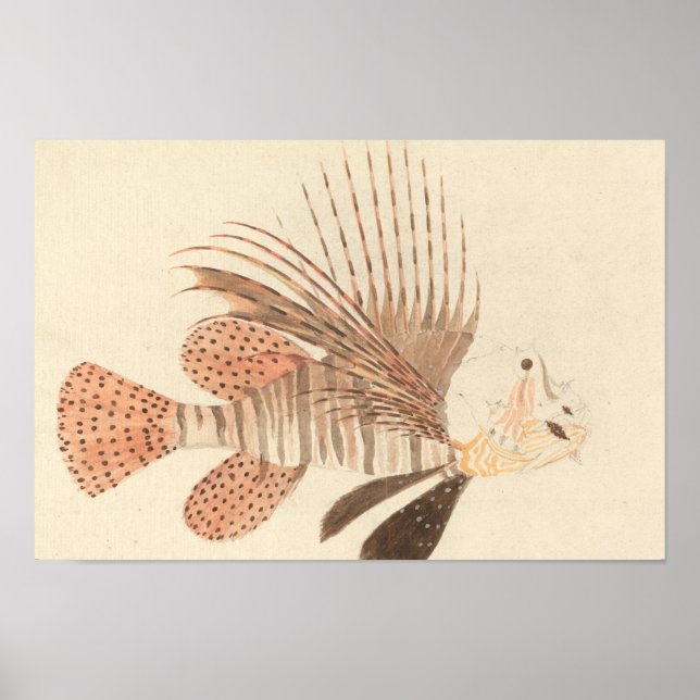 Poster Luigi Balugani - Poisson noir (Devant)