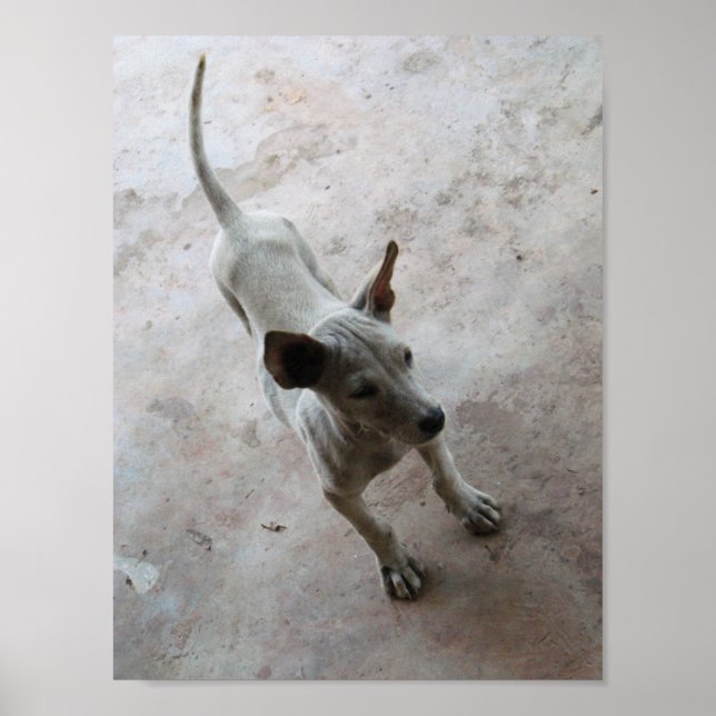 Poster Luk Maa ... Chien chiot thaïlandais Soi (Devant)