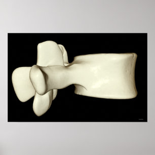 Poster Lumbar Vertebra 4