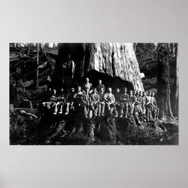Poster LUMBERJACKS dans UNDERCUT — 1884 (Devant)