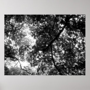 Poster Lumière à travers les arbres