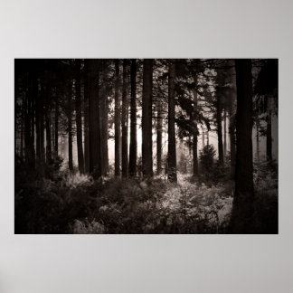 Poster Lumière brillant à travers une forêt sombre