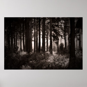 Poster Lumière brillant par une forêt foncée