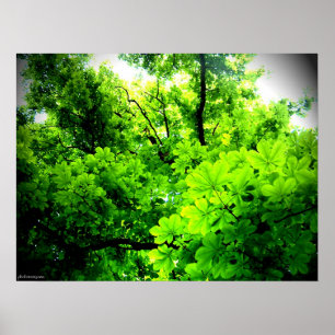 Poster Lumière dans l'arbre