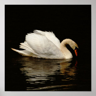 Poster Lumière dans le cygne foncé Imprimer si joli