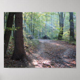 Poster Lumière de la forêt de Bieszczady