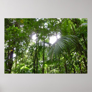 Poster Lumière du soleil à travers la canopée de la forêt