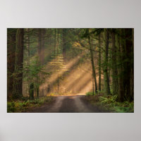 Lumière du soleil à travers la forêt