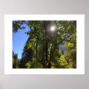 Poster Lumière du soleil à travers les arbres Yosemite co