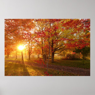 Poster Lumière du soleil à travers les érables rouges d'a