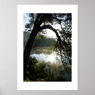 Poster Lumière du soleil à travers les pins à Keswick