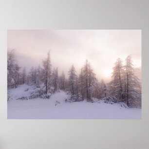 Poster Lumière du soleil et forêt d'épinettes