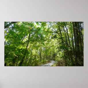 Poster Lumière du soleil sur le chemin en bois au Centenn