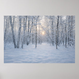 Poster Lumière hivernale dans une forêt de bouleaux calme