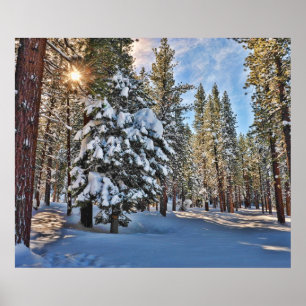 Poster Lumière solaire dans la forêt