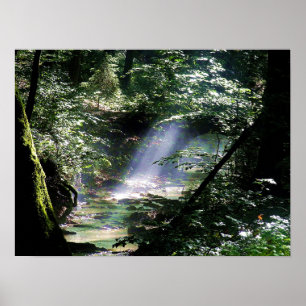 Poster Lumière Solaire Naturelle À Travers Les Arbres Sur