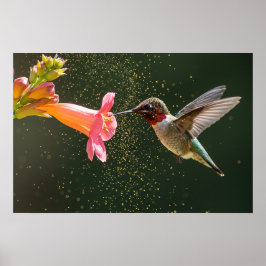 Poster Luminosité du nectar des colibris
