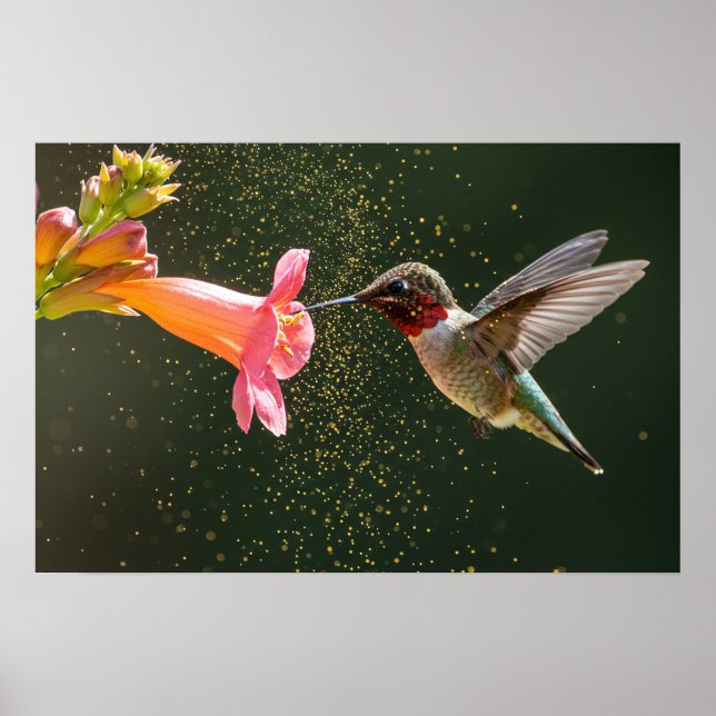 Poster Luminosité du nectar des colibris (Devant)