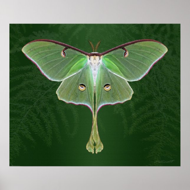 Poster Luna Emerald Art Print -24x20 -autres tailles égal (Devant)