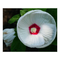 Luna Hibiscus