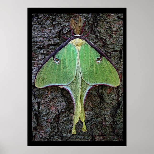 Poster Luna Moth (Devant)
