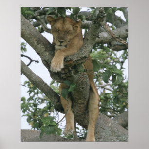 Poster Lune d'escalade arborescente (Panthera leo), Reine