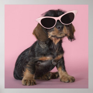 Poster Lunettes de soleil de port de chiot de teckel