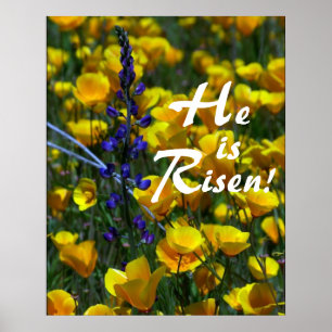 Poster Lupin et pavots il est levé ! Copie