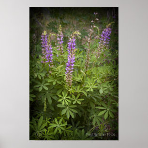 Poster Lupine Vignette