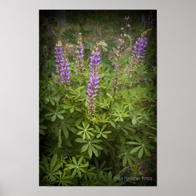 Poster Lupine Vignette (Devant)