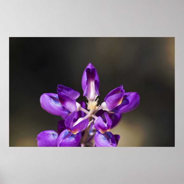 Poster Lupine Wonder (Devant)