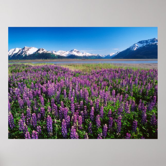 Poster Lupines en fleur | Kenai Mountains, Alaska (Devant)