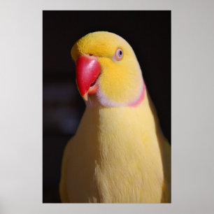 Poster Lutino Indian Ringneck Parakeet Beak