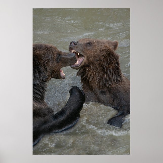 Poster Lutte contre l'ours (Devant)