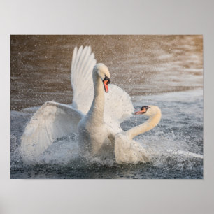 Poster Lutter contre les cygnes