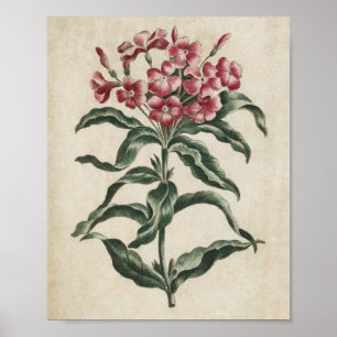 Poster Lychnidea vintage botanique