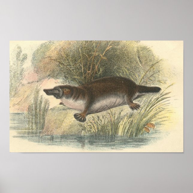 Poster Lydekker - Platypus Portfolio (Devant)