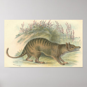 Poster Lydekker - Thylacine - dossier tasmanien de tigre