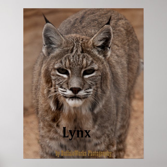 Poster Lynx 5214 (Devant)